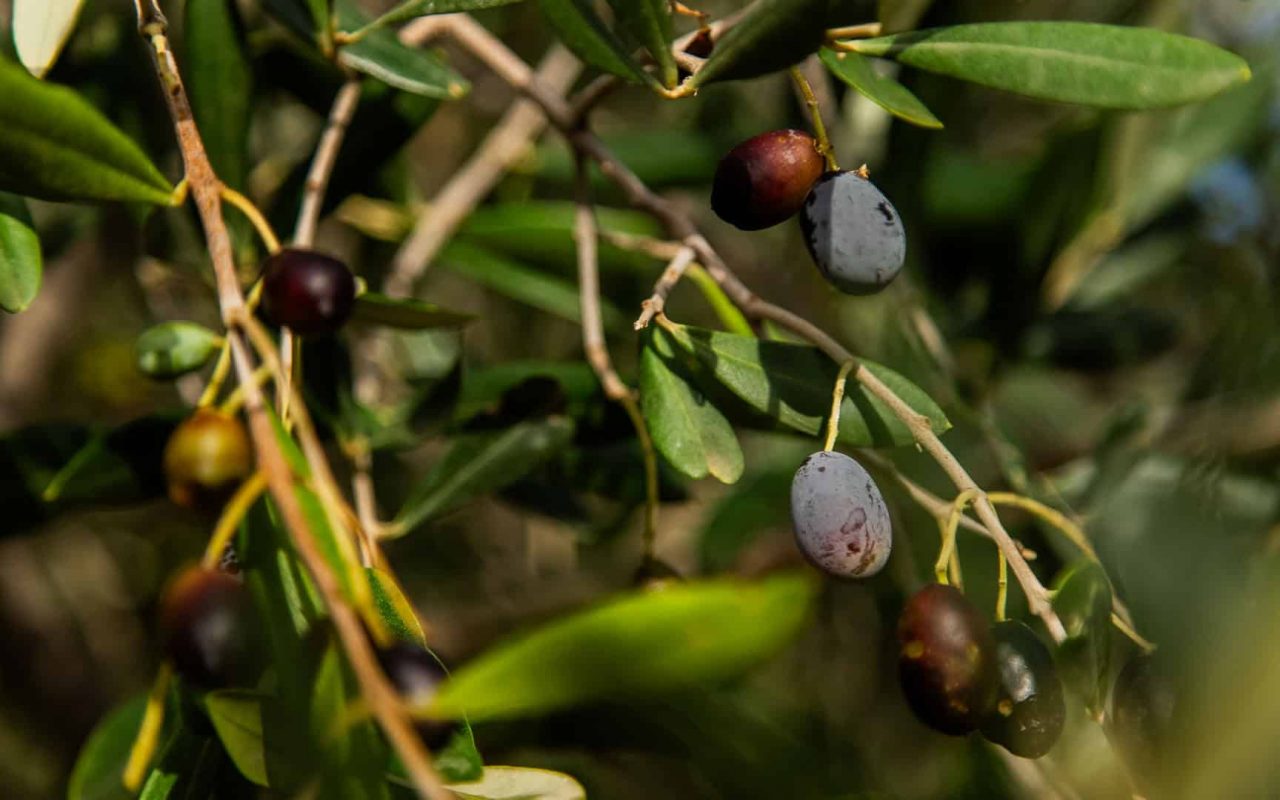 Bioloco | Raccolta delle olive: un'esperienza da non perdere
