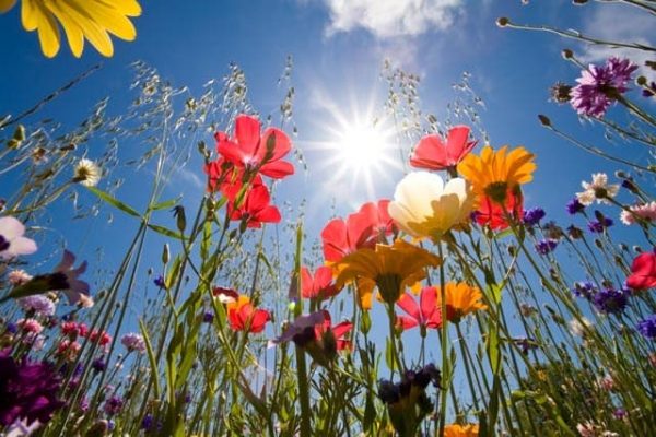 miele_millefiori
